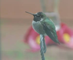 hummercloseup