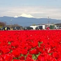 redtulipsbaker2014
