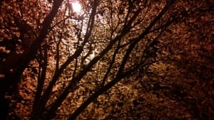 cherryblossomnight2015