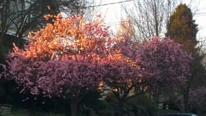 cherrytreesseattle215