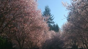 cherryblossoms32015