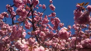 cherryblossoms42015