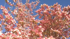 dogwood42015