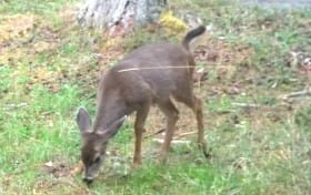 bambi92015