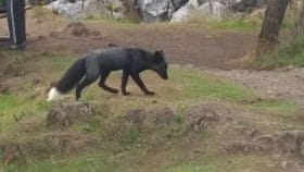 blackfox2015