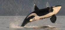 breachingwhale2015