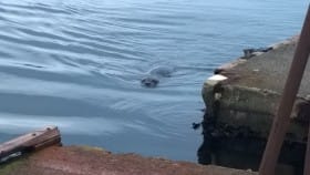 curiousseal92015