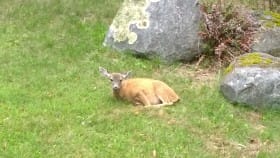 fawnresting