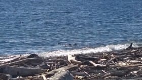 ottersatplay92015