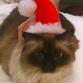 ChristmasSantacat