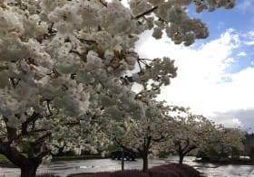 Eastercherry
