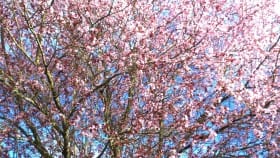 cherrytreepath32016closeup