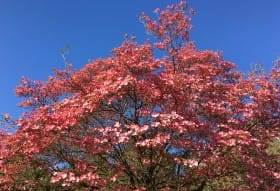 pinkdogwood42016