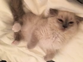 kittensleepy72016