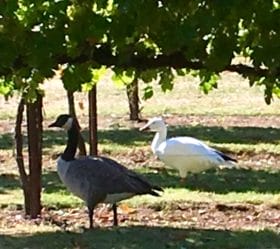 snowgeese92016