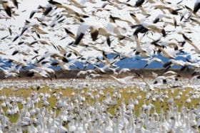 Snow Geese (Chen caerulescens) wintering at the Skagit River delta in Skagit County, Washington, USA.