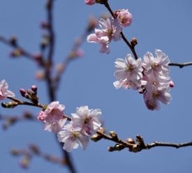 small white pink cherry blossoms