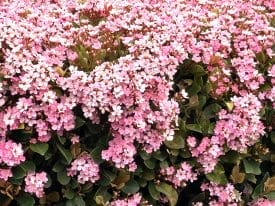 What flower is this? All over LA.