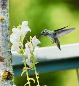 Hummingbird with snapdragon
